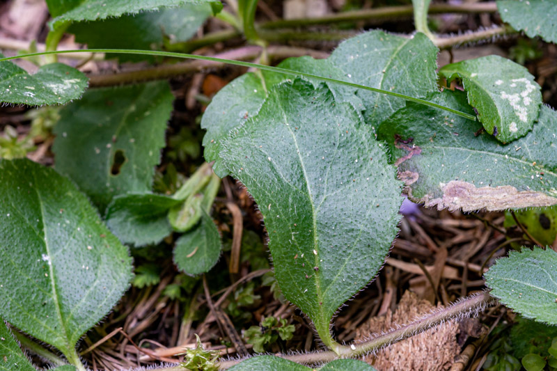 Veronica montana?  No, Veronica officinalis